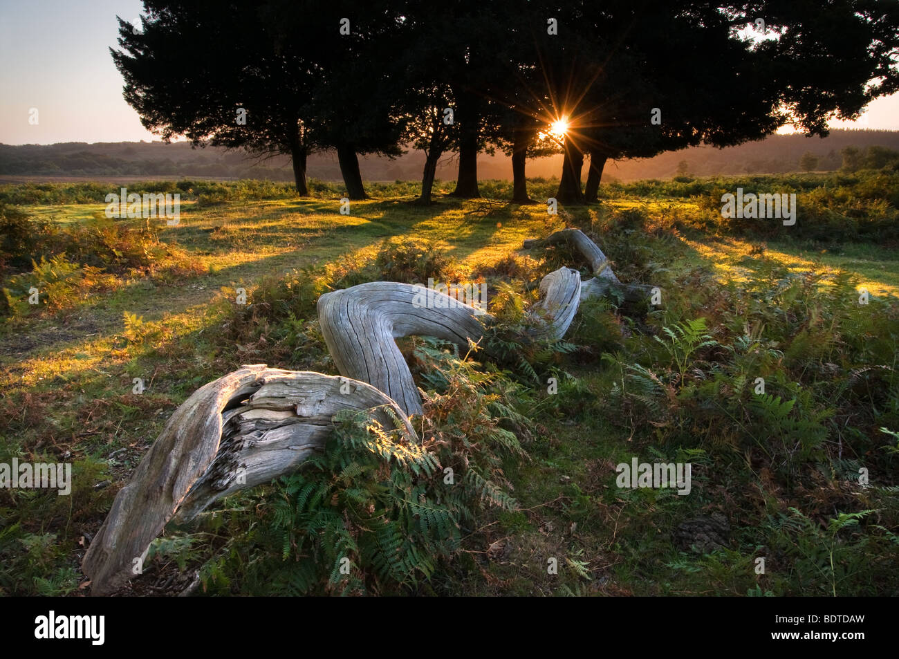 Mogshade Hill au lever du soleil dans le parc national New Forest Banque D'Images Mogshade Hill au lever du soleil dans le parc national New Forest Banque D'Images