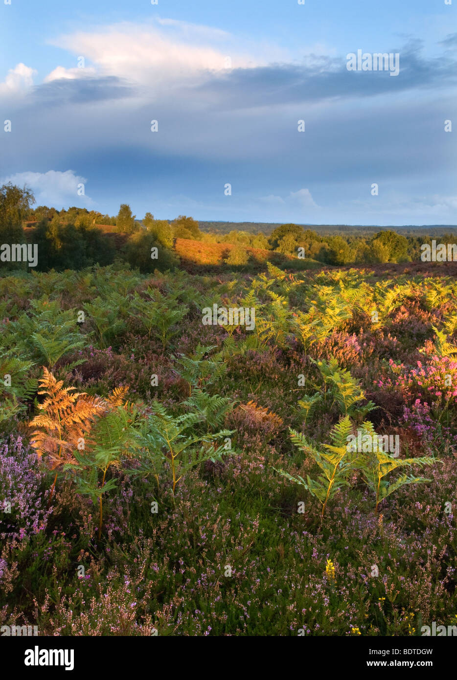 Couleurs automnales à Rockford commune dans le parc national New Forest Banque D'Images Couleurs automnales à Rockford commune dans le parc national New Forest Banque D'Images