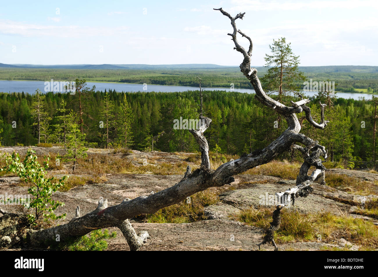 Balingeberget. La nature intacte près de Lulea dans le Nord de la Suède. Banque D'Images