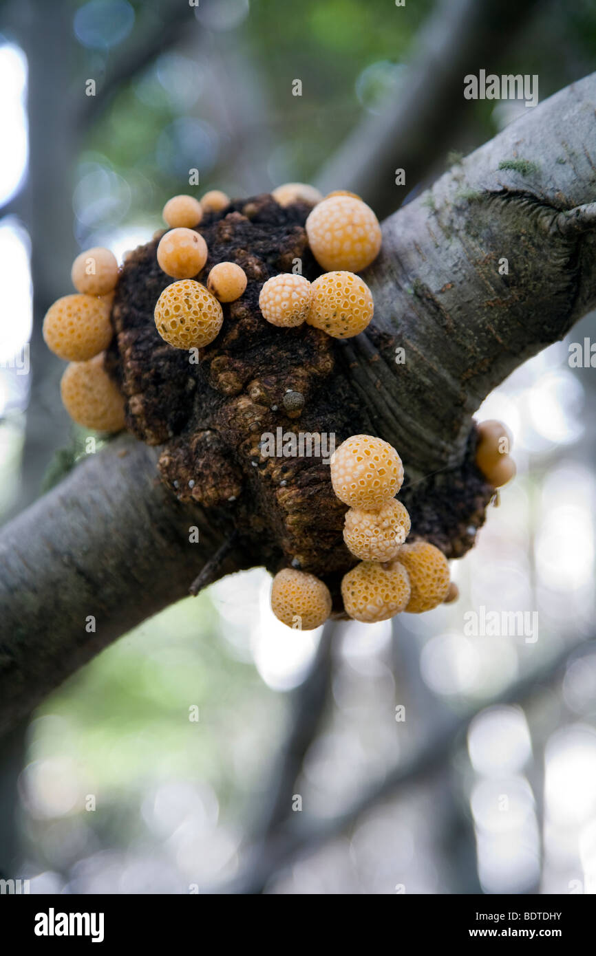 Darwin's pain (cyttaria darwinii), la baie Wulaia, Chili Banque D'Images