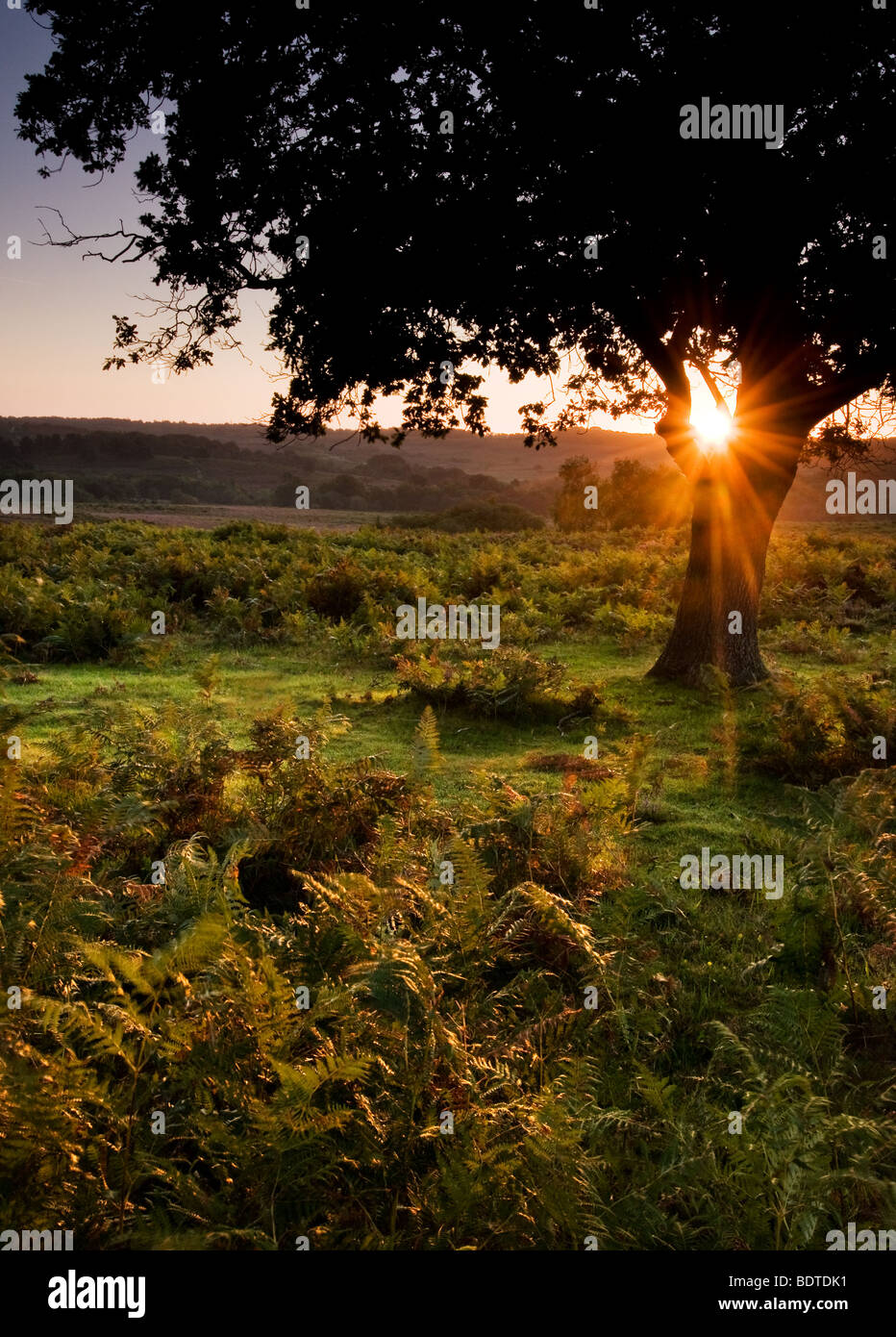 Soleil levant éclatant si arbre sur Mogshade Hill dans le parc national New Forest Banque D'Images Soleil levant éclatant si arbre sur Mogshade Hill dans le parc national New Forest Banque D'Images