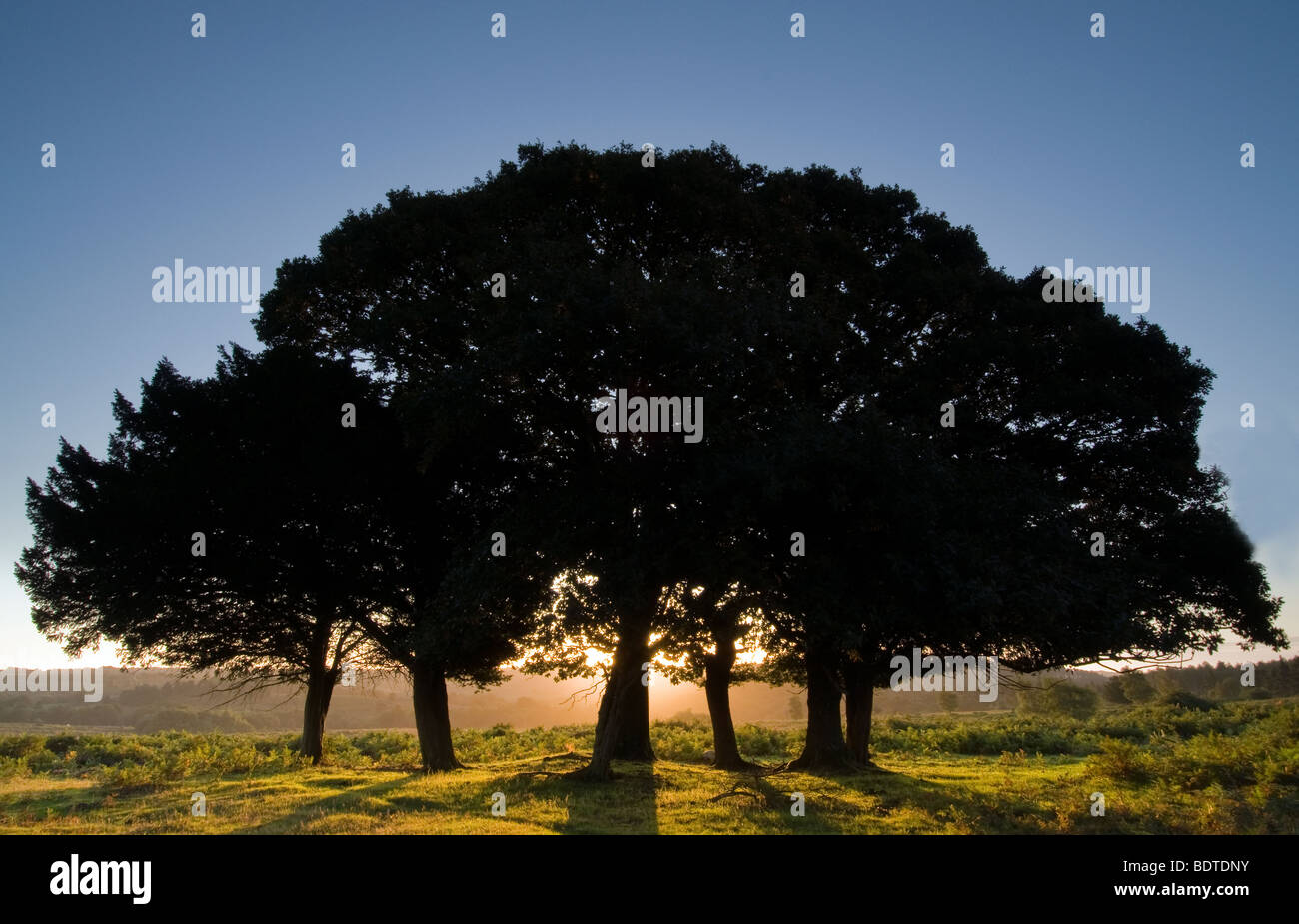 Les arbres en contre-jour au lever du soleil sur la colline de Mogshade dans le parc national New Forest Banque D'Images Les arbres en contre-jour au lever du soleil sur la colline de Mogshade dans le parc national New Forest Banque D'Images