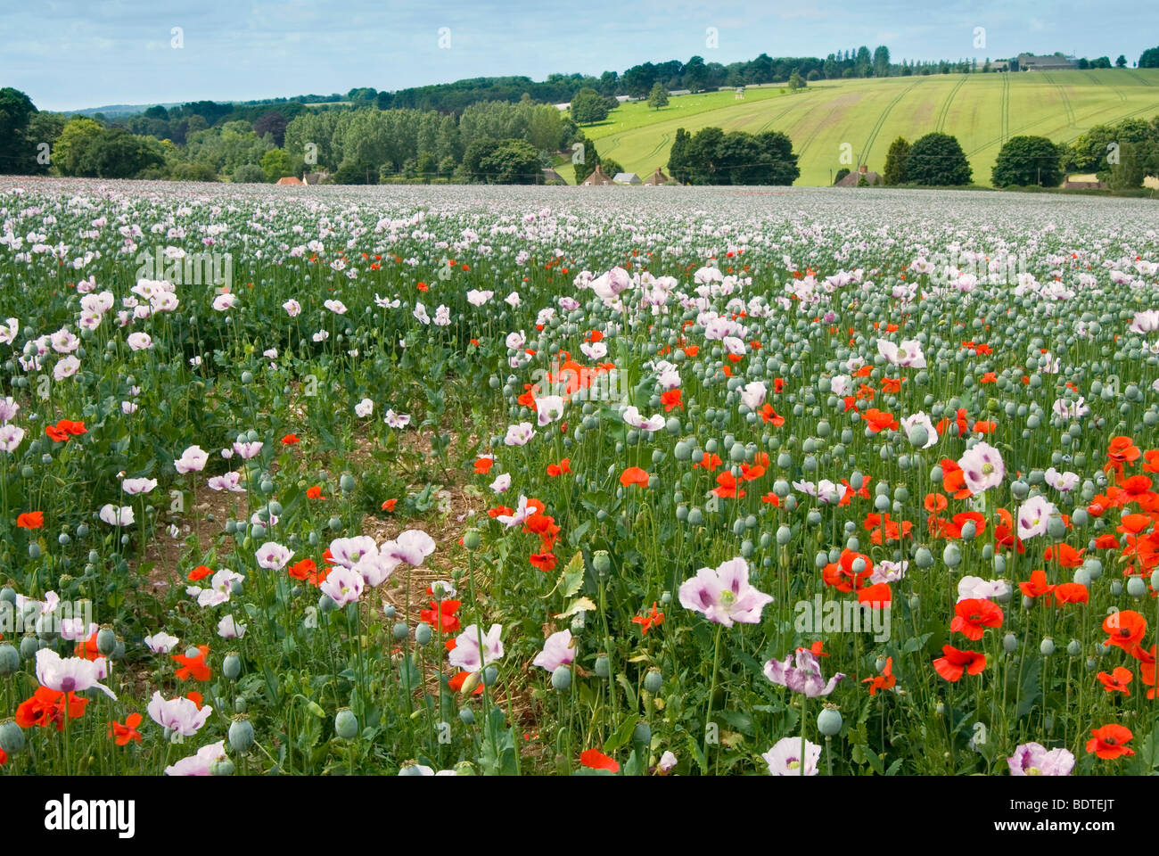 Des coquelicots sauvages intercalés entre la culture commerciale du pavot à des fins médicales dans le Hampshire Banque D'Images