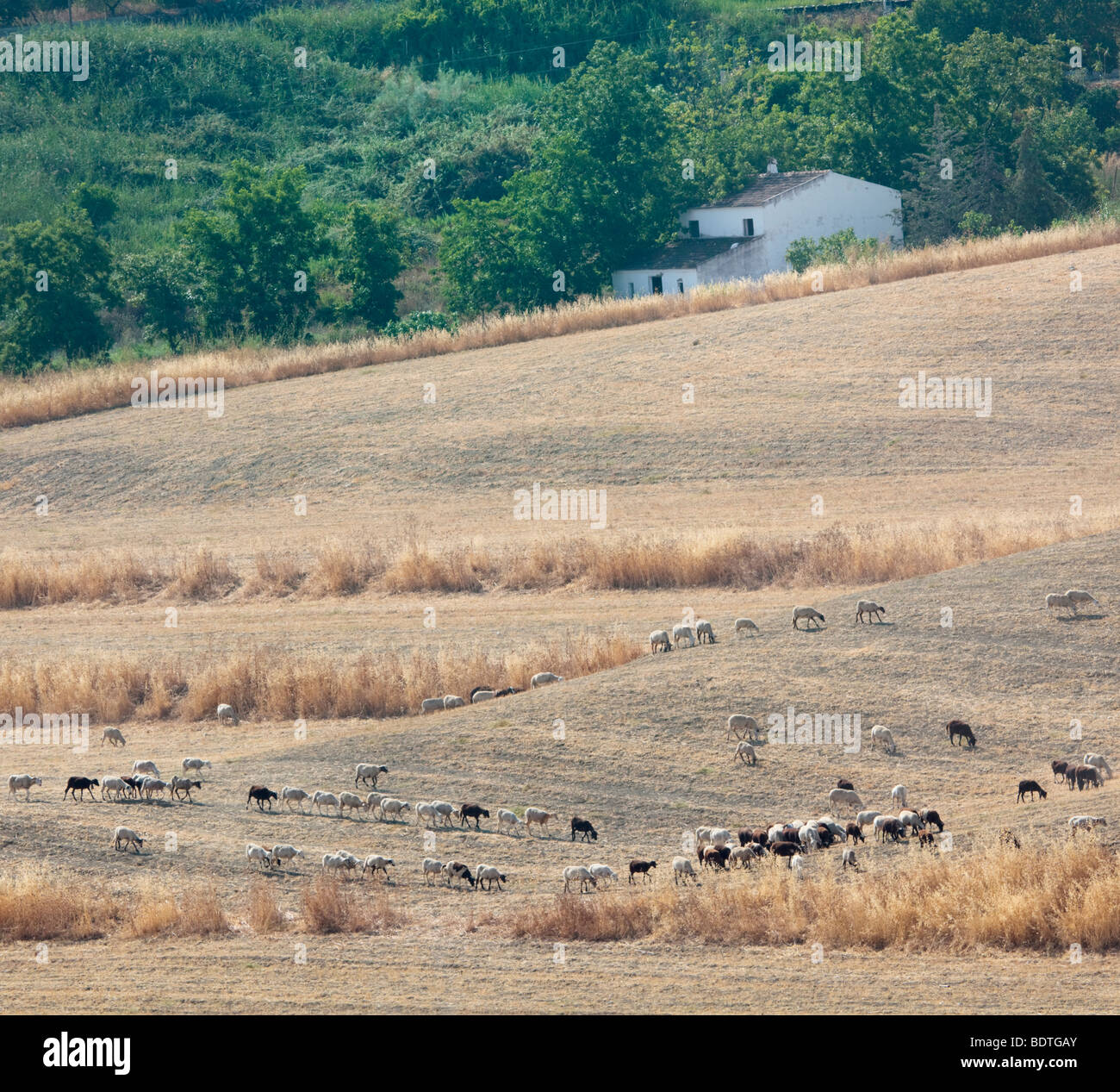 Troupeau de chèvres et moutons pâturage sec près de Alhaurin de la Torre, la province de Malaga, Espagne Banque D'Images