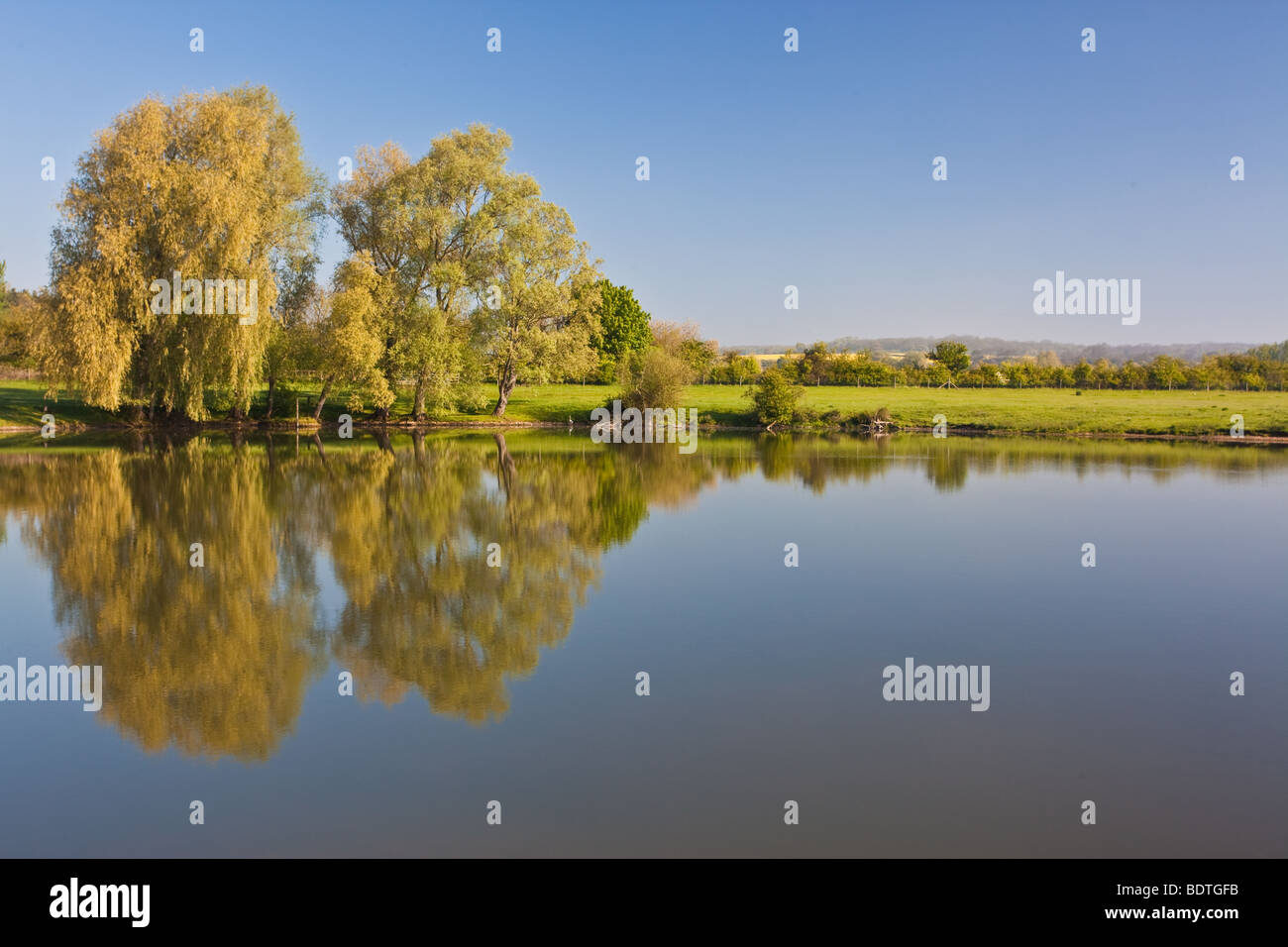 Deux arbres sur un lac avec exact reflet des arbres dans l'eau Banque D'Images