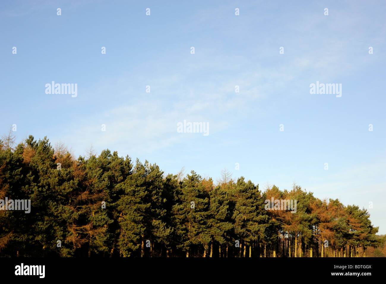 Plantation de pins, Lincolnshire, Royaume-Uni. Banque D'Images