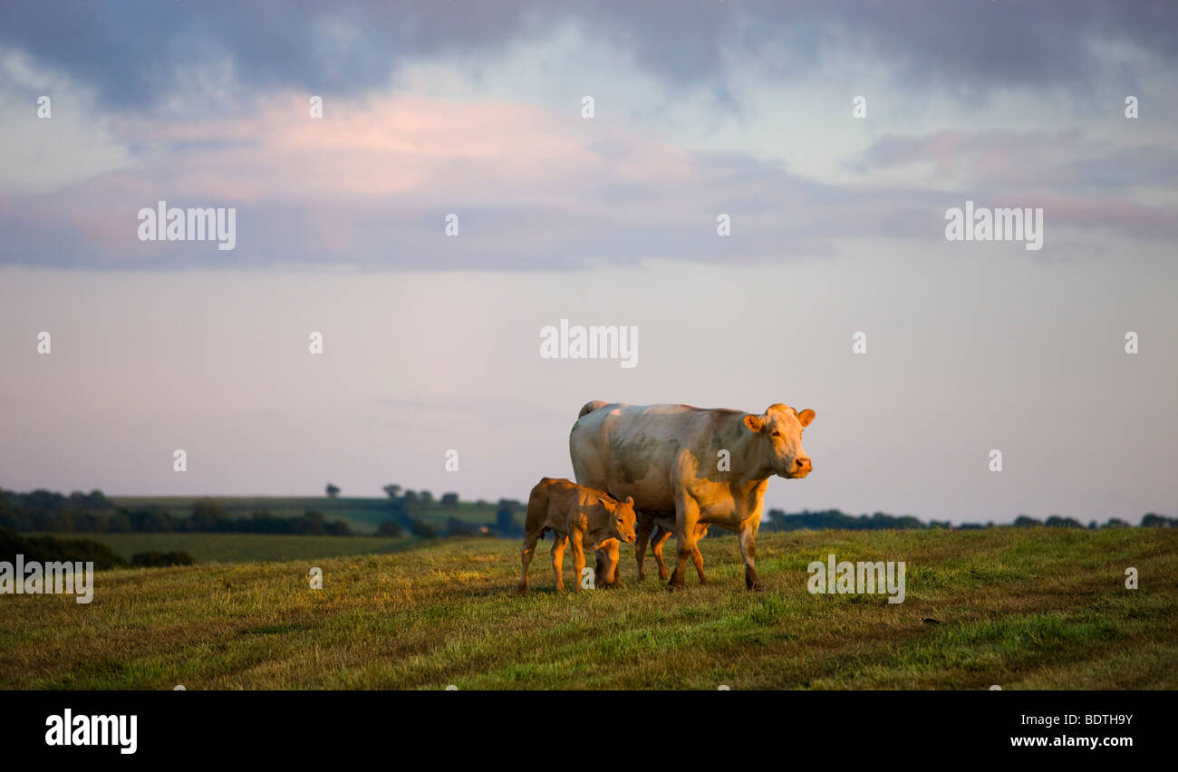 Mère vache et veaux dans un champ, Lapford Devon, Devon, Angleterre. En été (juin) 2009 Banque D'Images