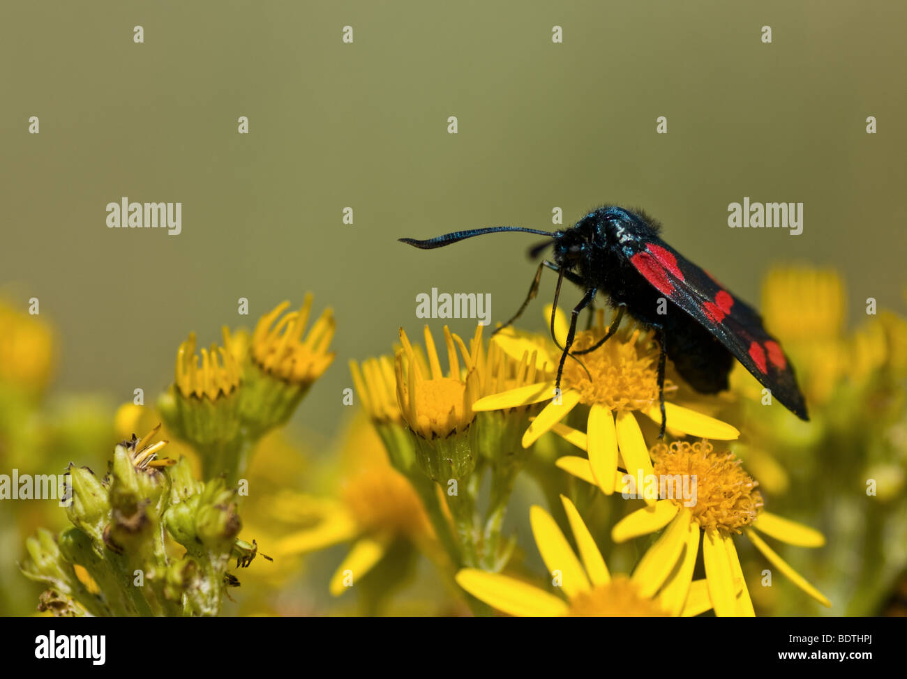 Six-Spot Zygaena filipendulae (Burnett) le séneçon jacobée (Senecio jacobaea) Banque D'Images