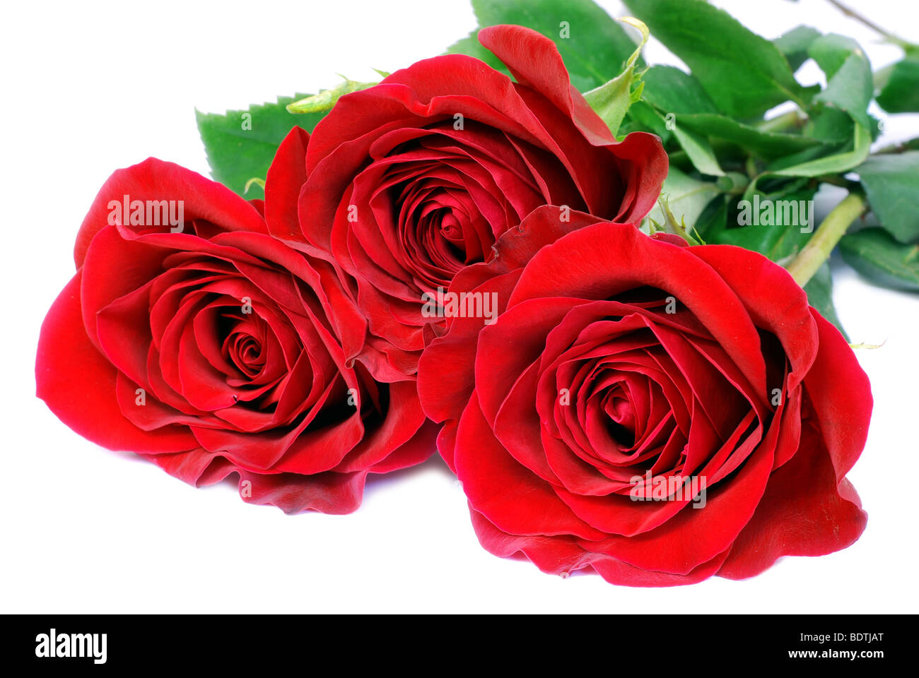 Roses rouges sur fond blanc Banque D'Images