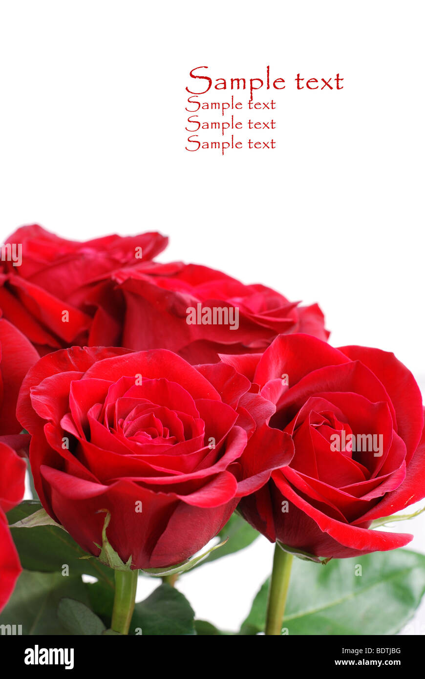 Roses rouges avec une place pour l'exemple de texte Banque D'Images