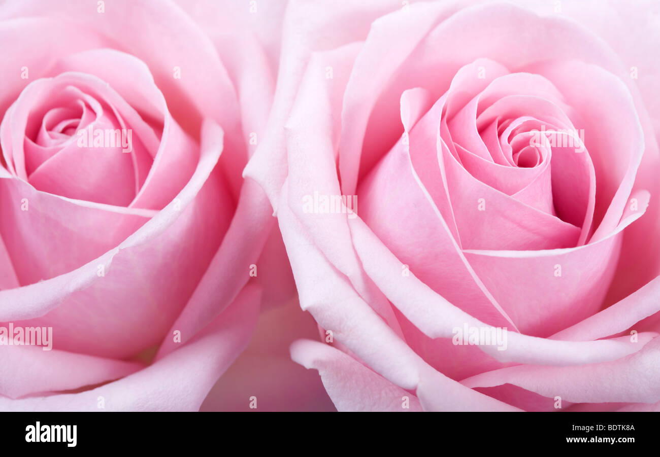 Fleur Rose rose Banque D'Images