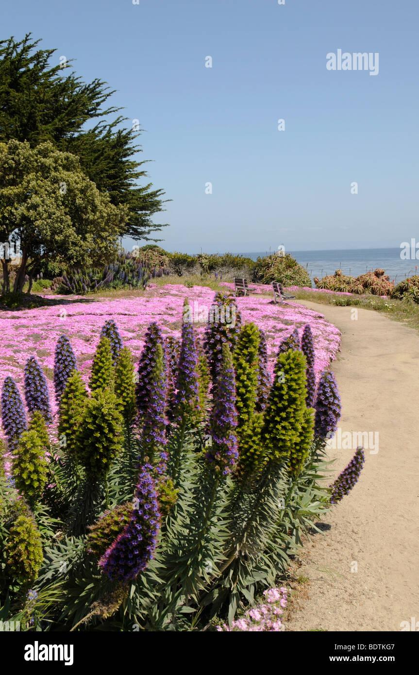 Côte de Monterey, California, United States Banque D'Images
