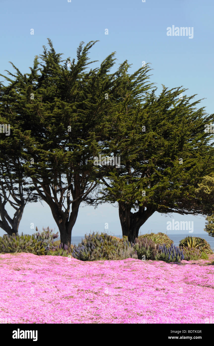 Côte de Monterey, California, United States Banque D'Images