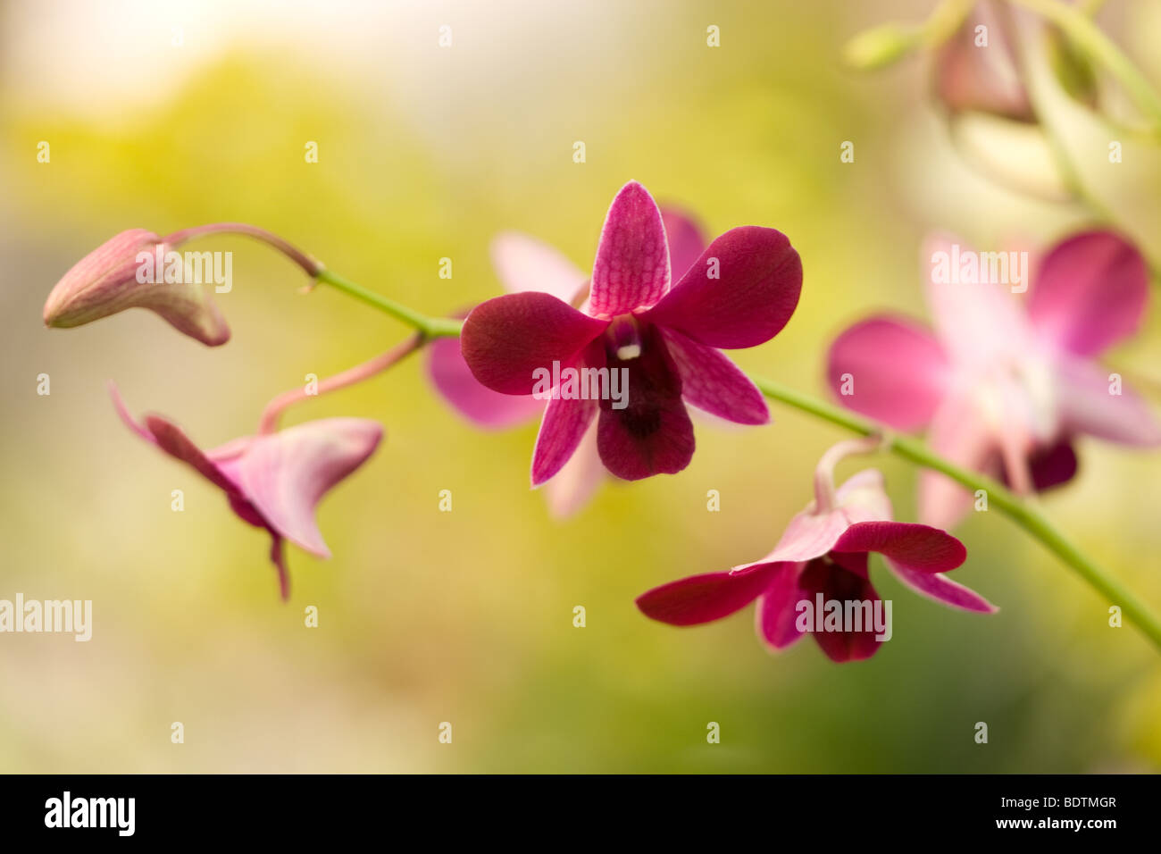 Une politique commune de orchidées vu dans la forêt tropicale. Banque D'Images