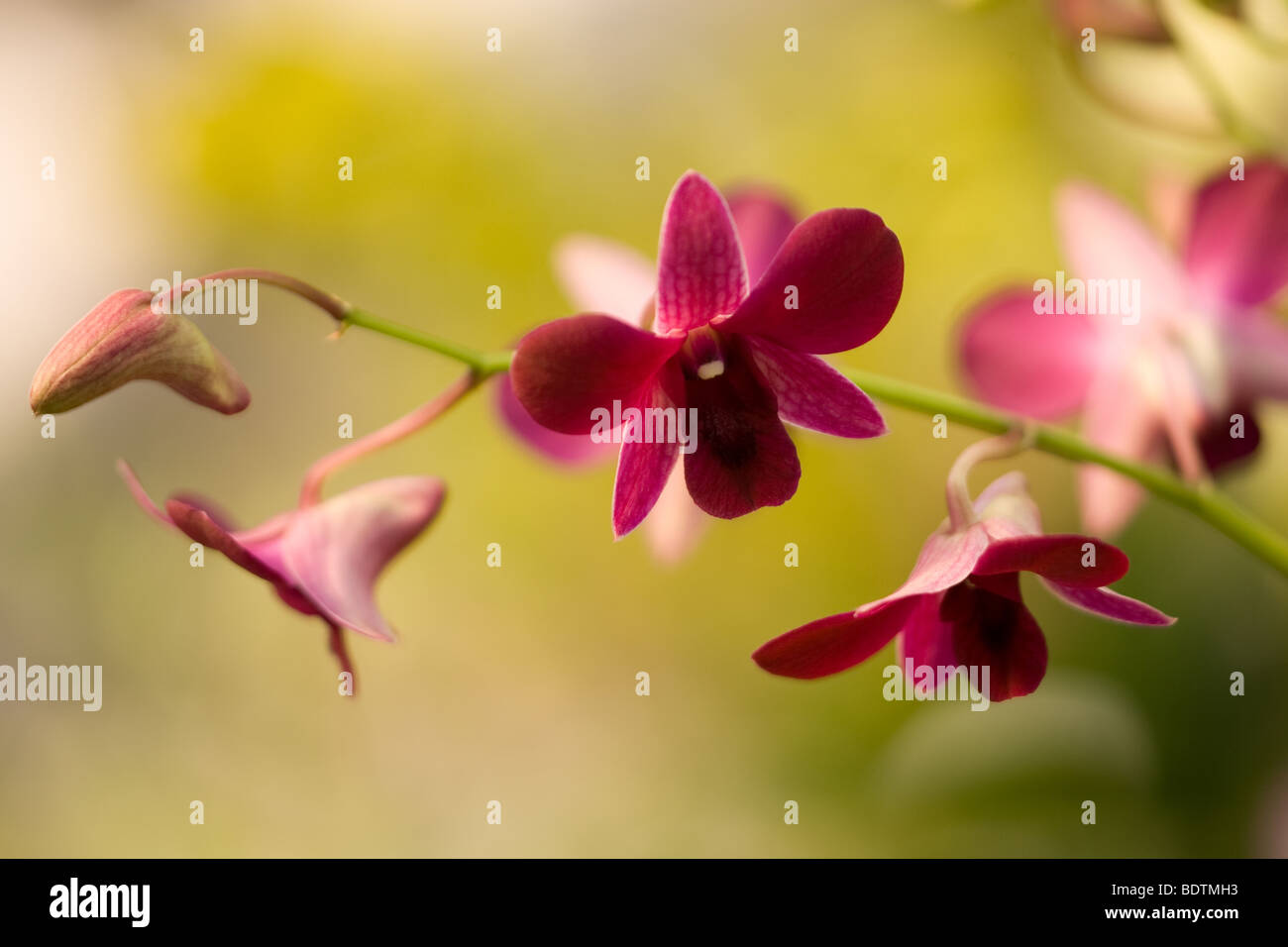 Une politique commune de orchidées vu dans la forêt tropicale. Banque D'Images