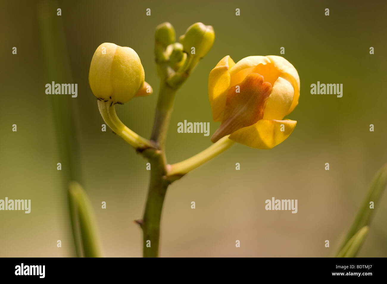 Une politique commune de orchidées vu dans la forêt tropicale. Banque D'Images