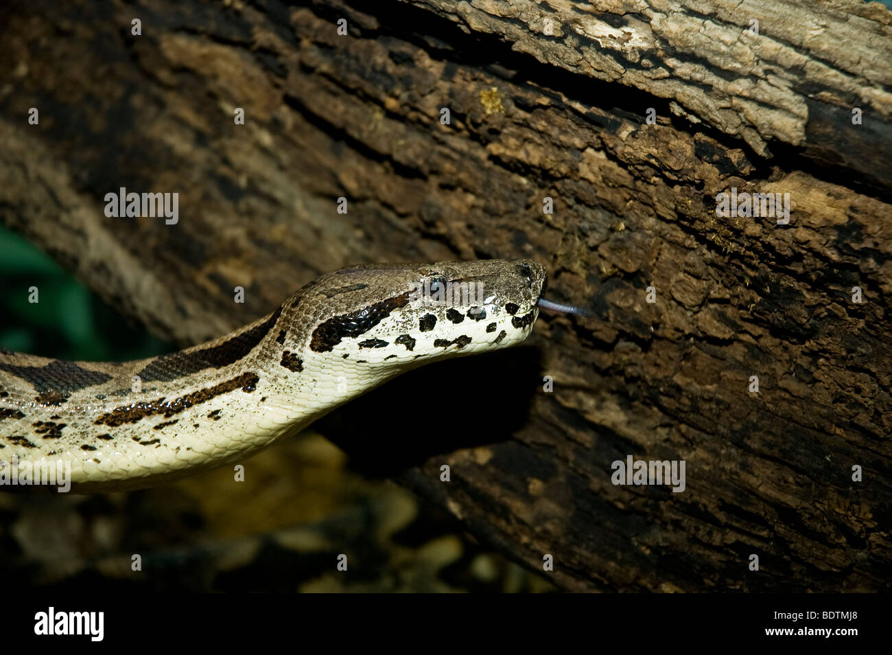 Un boa constrictor avec des diapositives de la flèche au-delà d'un log Banque D'Images
