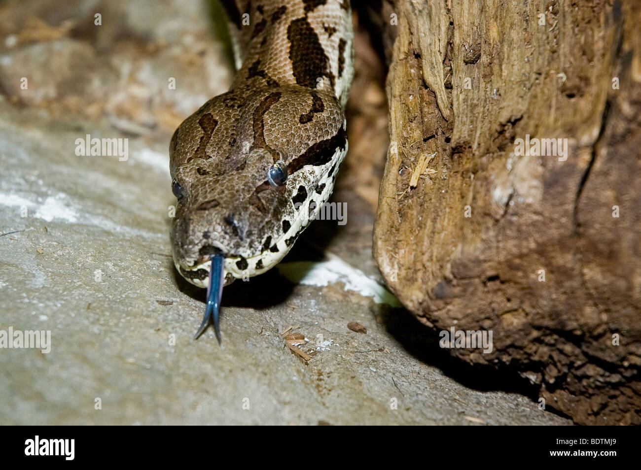Un boa constrictor avec des diapositives de la flèche au-delà d'un log Banque D'Images