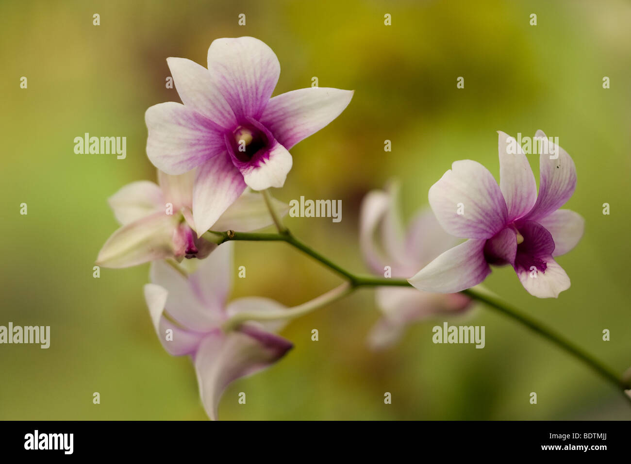 Une politique commune de orchidées vu dans la forêt tropicale. Banque D'Images