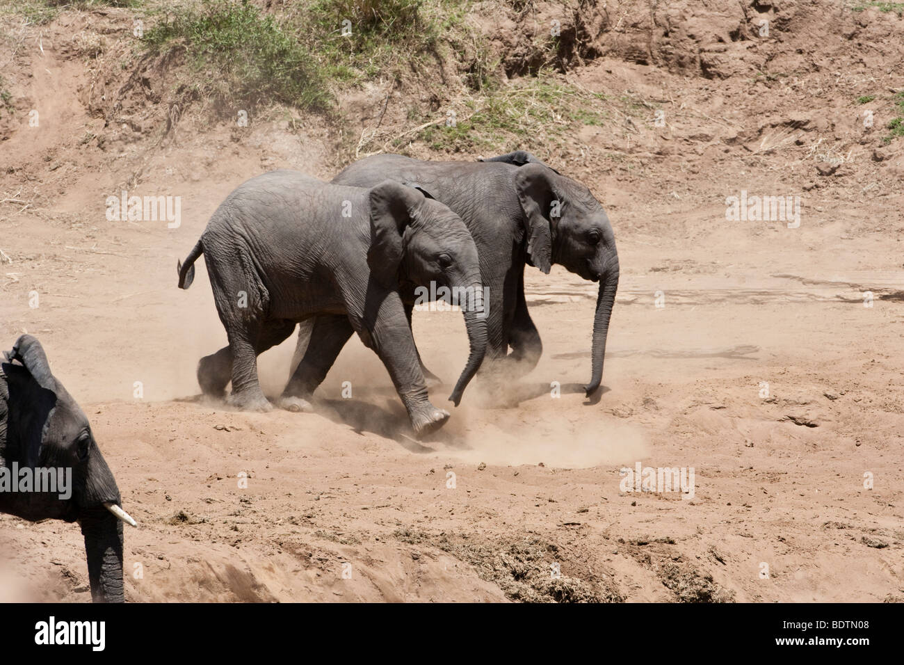 Funny cute adorable petit bébé lits jumeaux éléphants africains exécutant excité, soulever la poussière, regardée par les adultes de berge, dans le Masai Mara du Kenya Banque D'Images