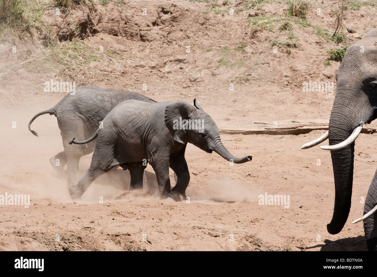 Funny cute adorable petit bébé lits jumeaux éléphants africains heureux d'exécution, de soulever la poussière, regardée par les adultes de berge, dans le Masai Mara au Kenya Banque D'Images