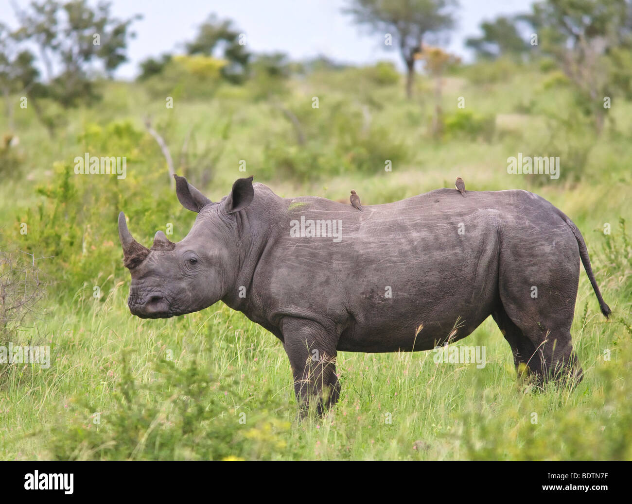 Rhinocéros blancs (Ceratotherium simum) rhinocéros à lèvres carrées avec Oxpeckers. Une espèce en voie de disparition dans le parc national Kruger, en Afrique du Sud. Banque D'Images