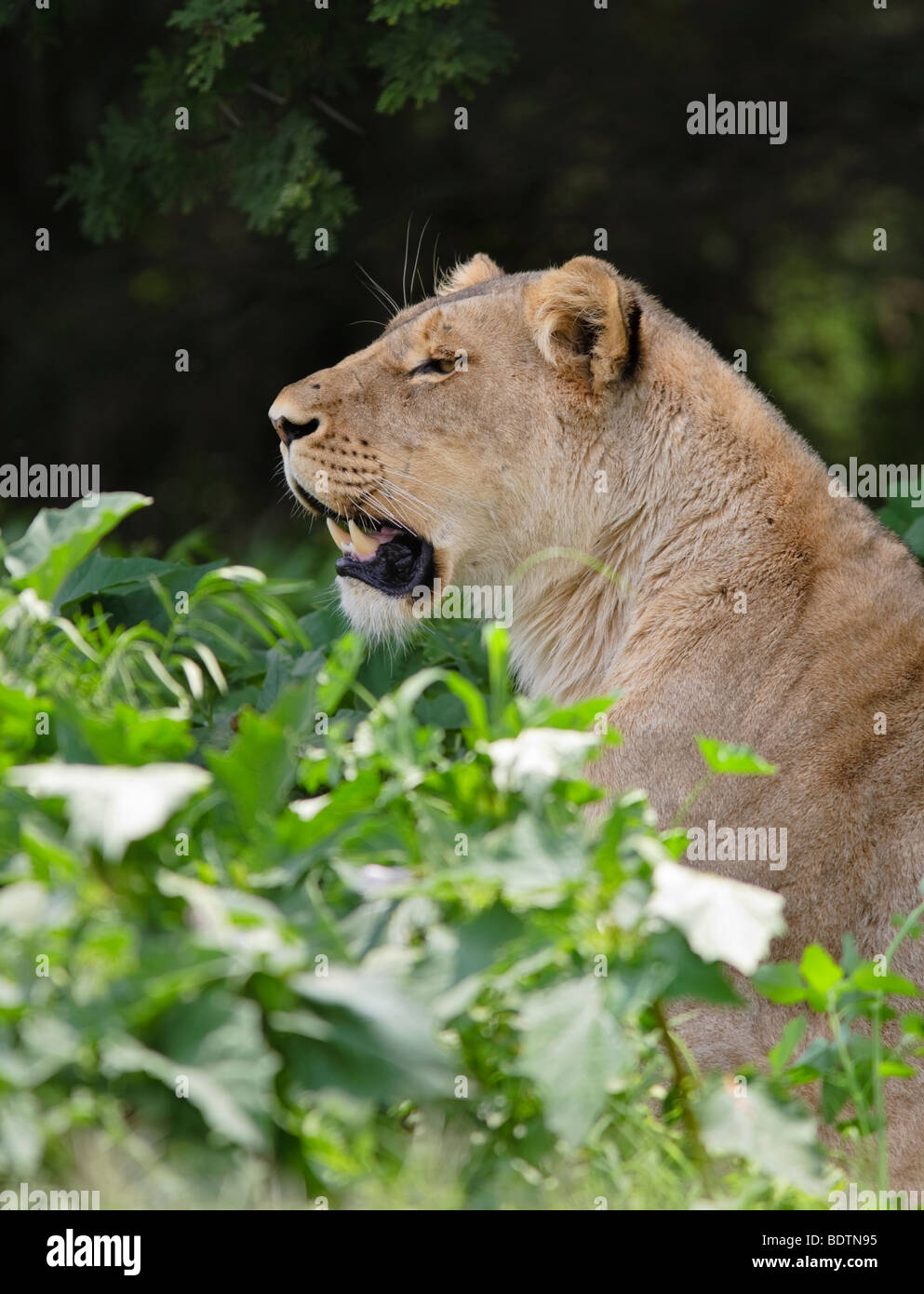 Lionne Lion (Panthera leo) regarder les impalas dans Kruger National Park, Afrique du Sud. Banque D'Images