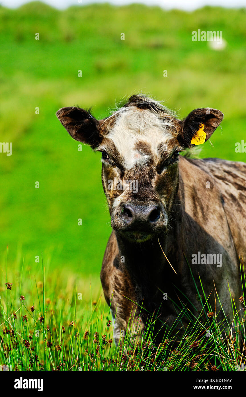 Avec le tag vache UK DEFRA jaune règlement marque auriculaire primaire sur l'oreille gauche de l'animal et de plus petits groupes tag secondaire sur l'oreille droite Banque D'Images