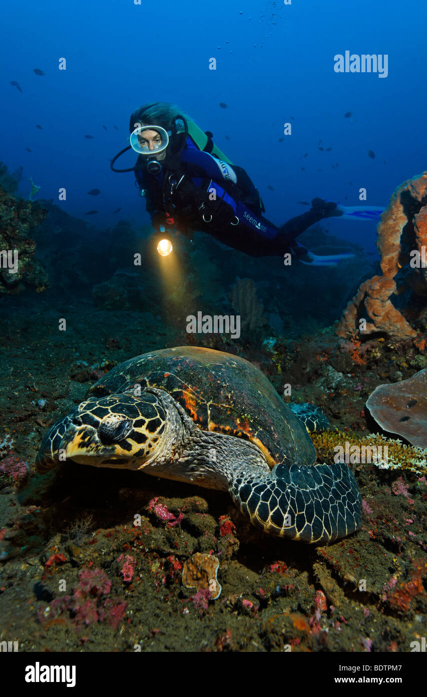 Tortues De Mer Imbriqu es Banque De Photographies Et D images Haute tortues-de-mer-imbriqu-es-banque-de-photographies-et-d-images-haute