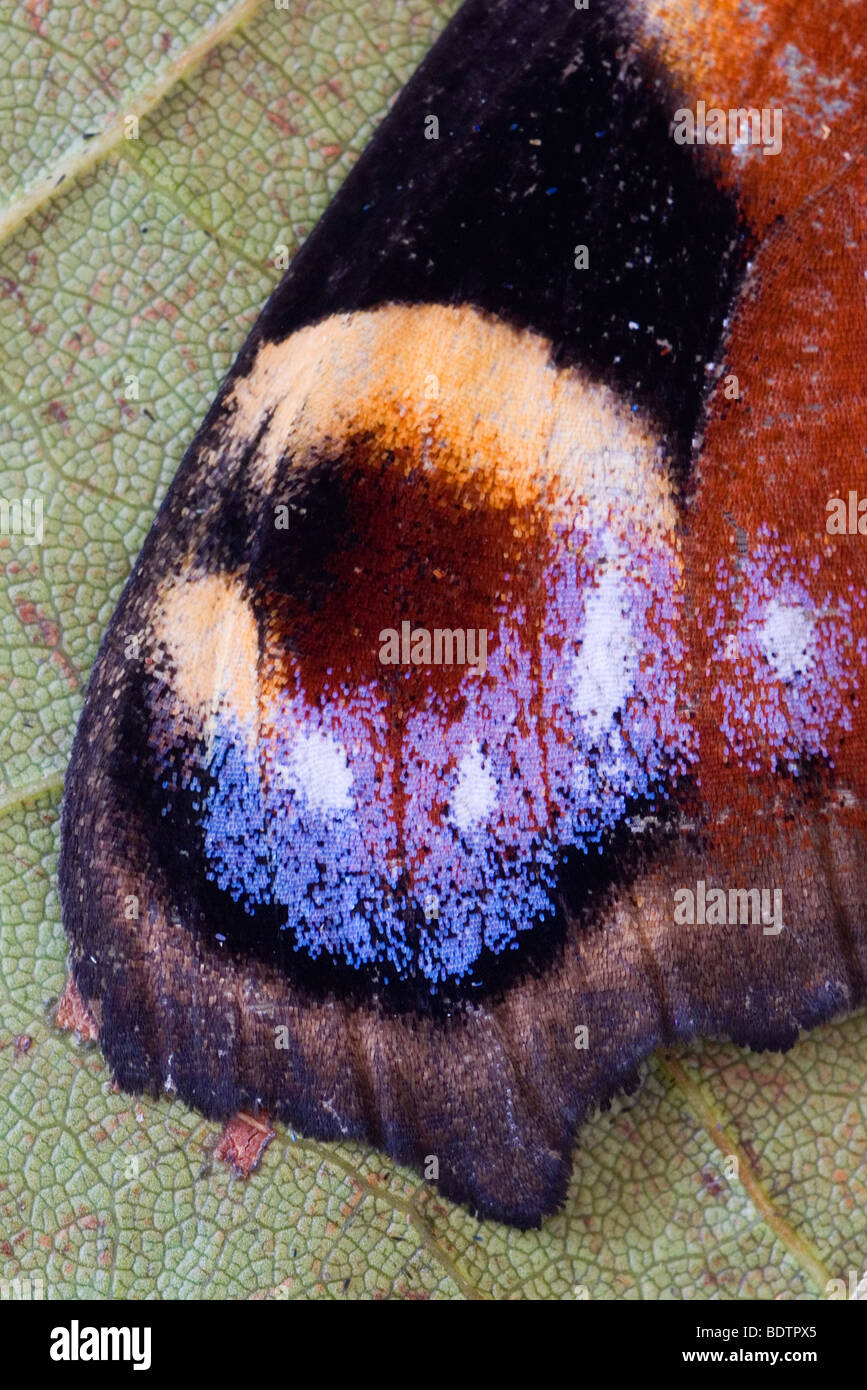 Tagpfauenauge, Inachis io, Nymphalis io, European Peacock butterfly Banque D'Images