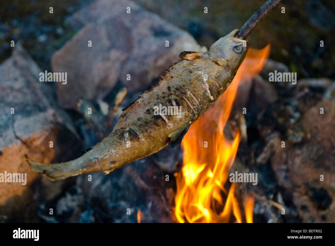 Grillen mit dem ueber à carnassiers Lagerfeuer, Laponie, Schweden, le poisson est la torréfaction sur la broche sur un feu de camp, Laponie, Suède Banque D'Images