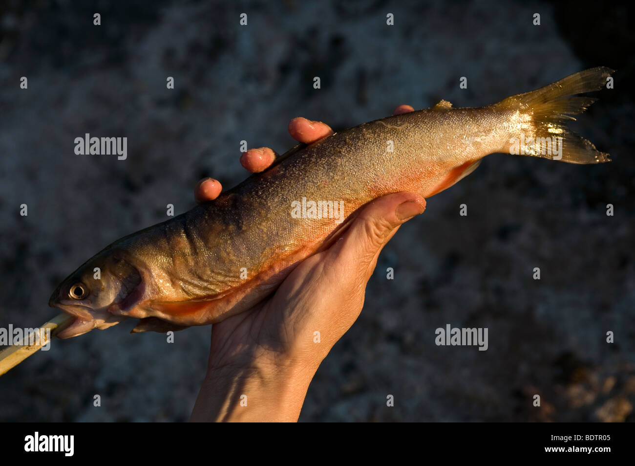 Gegrillet aufgespiesster fisch wird, le poisson est la torréfaction sur la broche, Laponie, Suède Banque D'Images