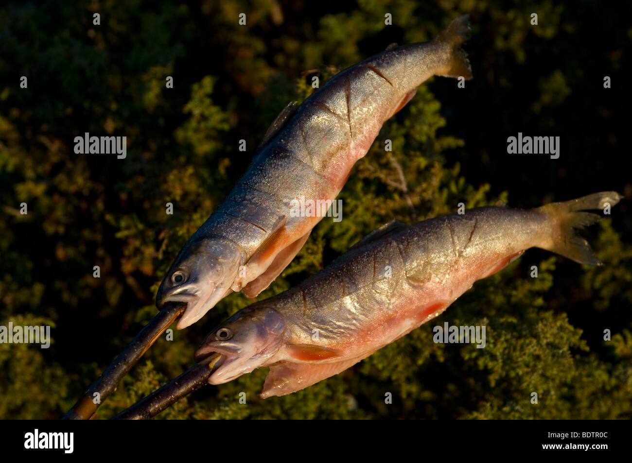 Gegrillet aufgespiesster fisch wird, le poisson est la torréfaction sur la broche, Laponie, Suède Banque D'Images