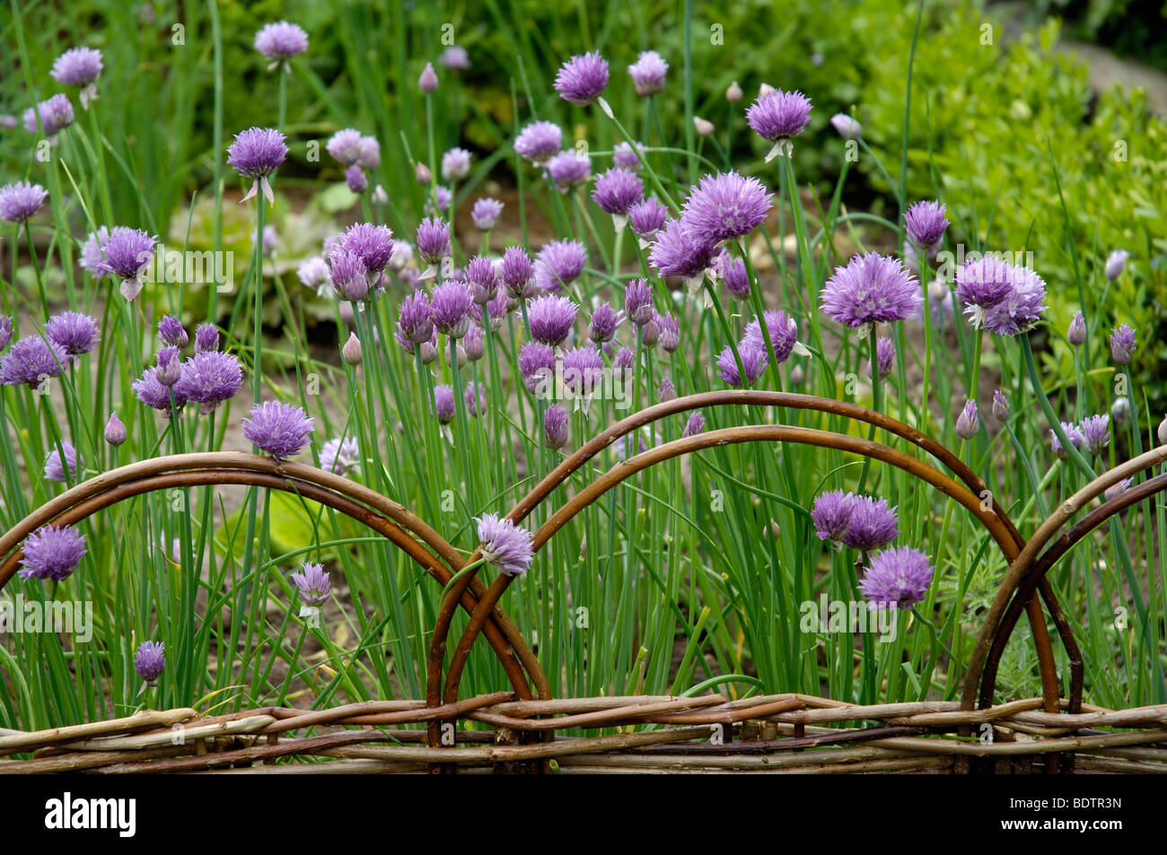 Ciboulette, Allium schoenoprasum, Schnittlauch, Allium schoenoprasum, Kuechenkraeuter, Kraeuter, Banque D'Images