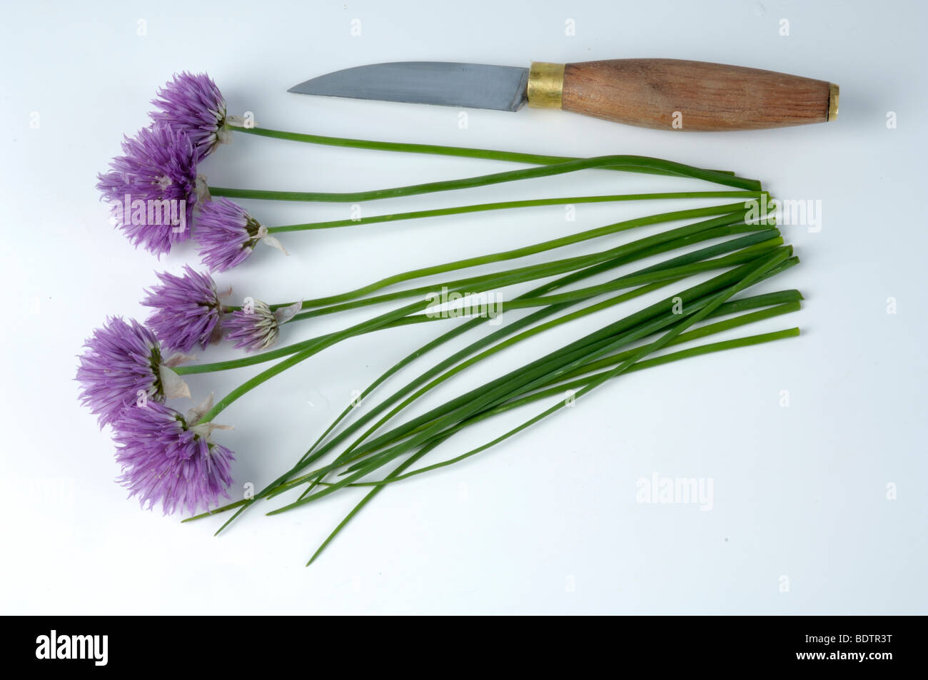 / Ciboulette (Allium schoenoprasum) | Schnittlauch / (Allium schoenoprasum) / Kuechenkraeuter, Kraeuter, Banque D'Images