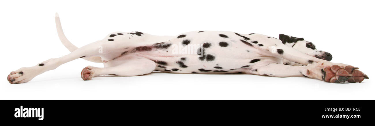 Dalmatien (Canis lupus f. familiaris), allongée sur le côté de la Dalmatie, de repos Banque D'Images