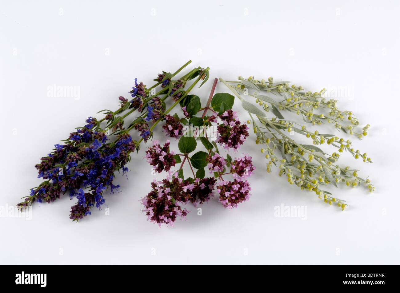 Herbes (Icertina, origanum vulgare, Artemisia vulgaris, Hyssopus officinalis, Salvia officinalis, Dost, Ysop, Beifuss) Banque D'Images