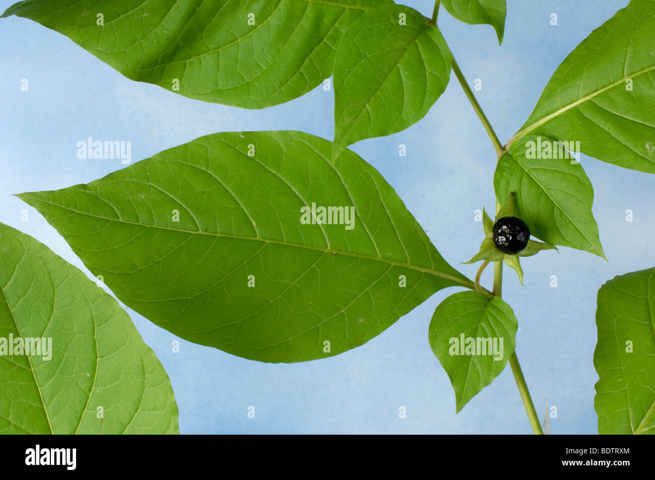 Belladone, Tollkirsche, Atropa bella-donna, l'Homoeopathie, l'homéopathie, Banque D'Images