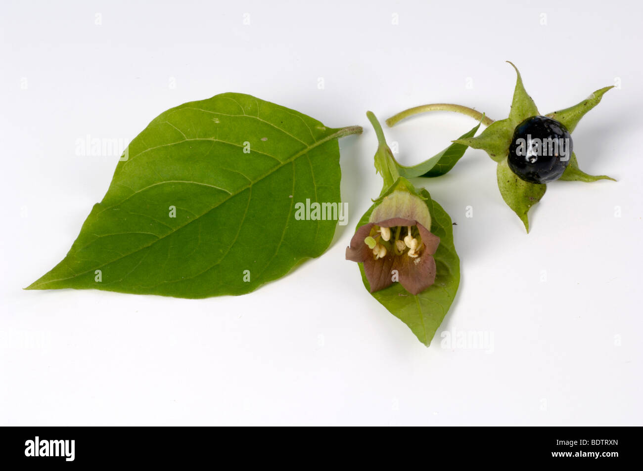 Belladone, baies, fleurs et quitter / (Atropa bella-donna) Banque D'Images