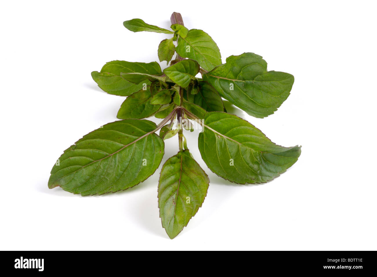 Citron menthe, Mentha x piperita var. citrata, Zitronenminze, menthe Banque D'Images