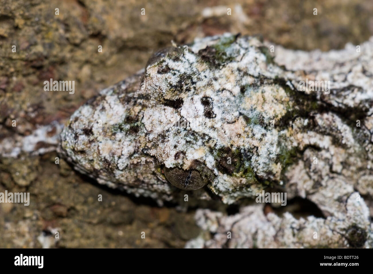 Uruplatus fimbriatus, gecko à queue de feuille, Madagascar, Afrique Banque D'Images