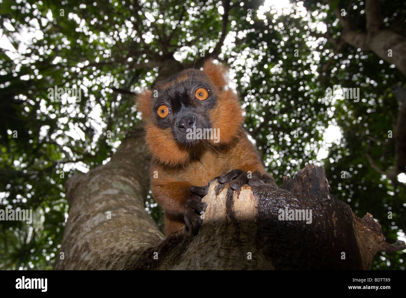 Lémuriens, lemur couronné noir, Afrique, Madagascar Banque D'Images