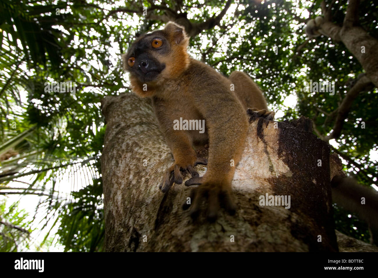 Lémuriens, lemur couronné noir, Afrique, Madagascar Banque D'Images