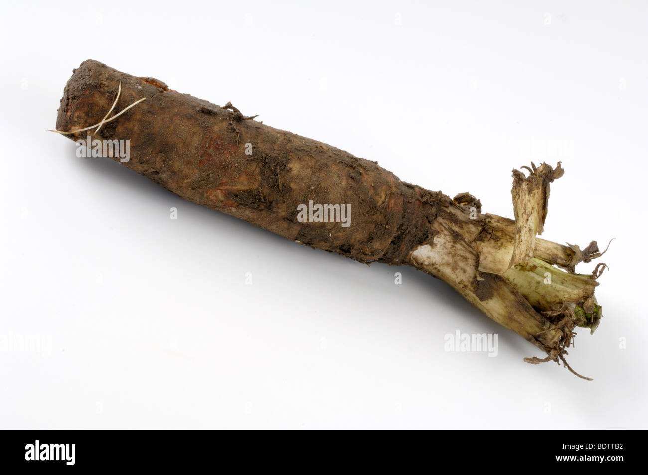 Rood, chicorée Cichorium intybus var. foliosum, Chicoreewurzel Banque D'Images