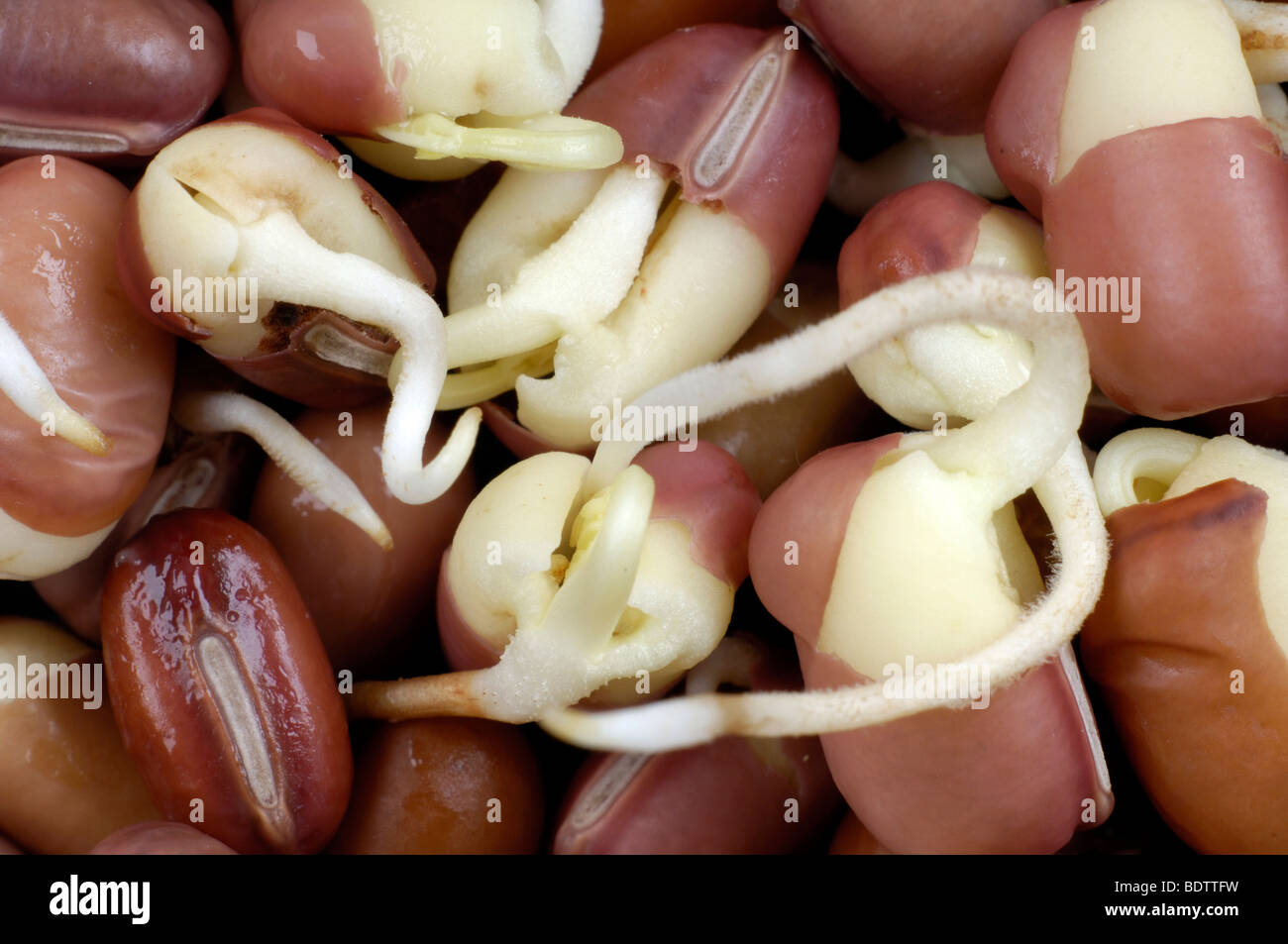 Adzukibohne, Adzuki haricot germé, Vigna angularis, Lunja, Sprossen Banque D'Images