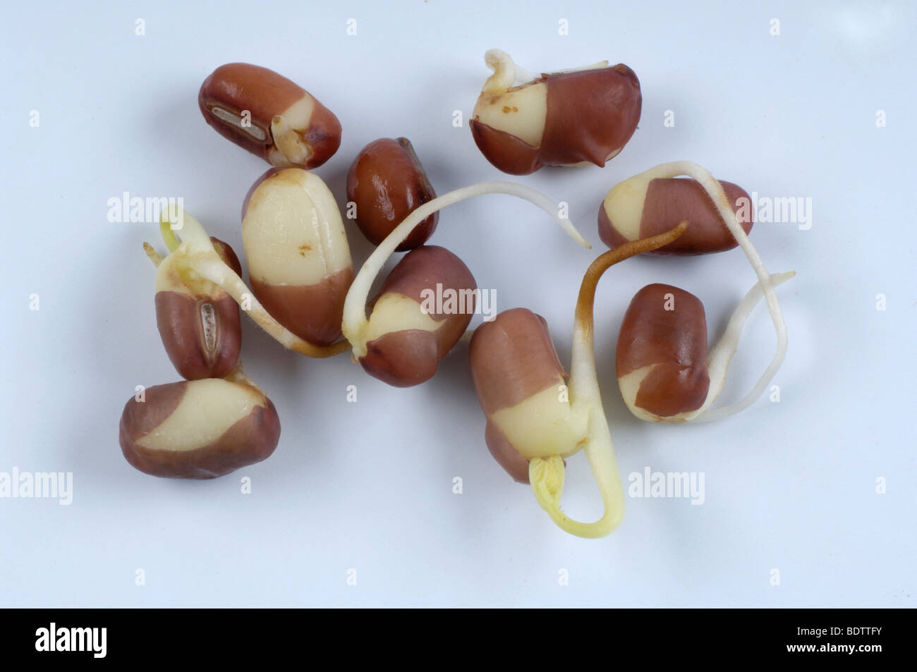 Adzukibohne, Adzuki haricot germé, Vigna angularis, Adzukibohne, Lunja, Sprossen Banque D'Images