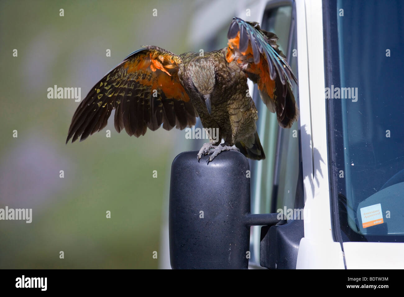 Nestor notabilis, Kea, assise sur un miroir, conduite Fjordland National Park, South Island, New Zealand Banque D'Images