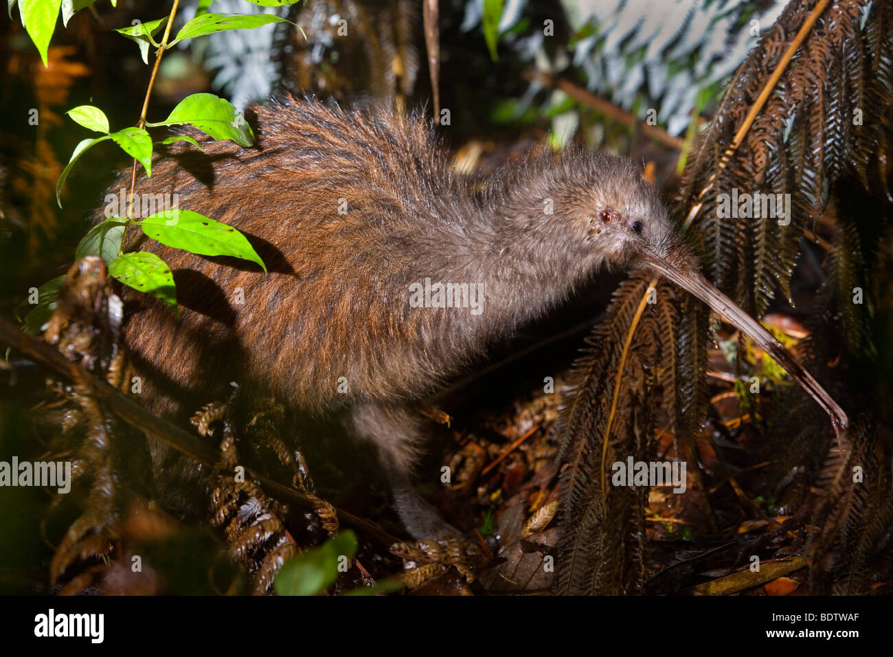Brown Kiwi Apteryx australis,, des profils, des forêts de Kauri. Trounson Kauri Park Scenic Reserve, Northland, North Island, New Zealand Banque D'Images Brown Kiwi Apteryx australis,, des profils, des forêts de Kauri. Trounson Kauri Park Scenic Reserve, Northland, North Island, New Zealand Banque D'Images