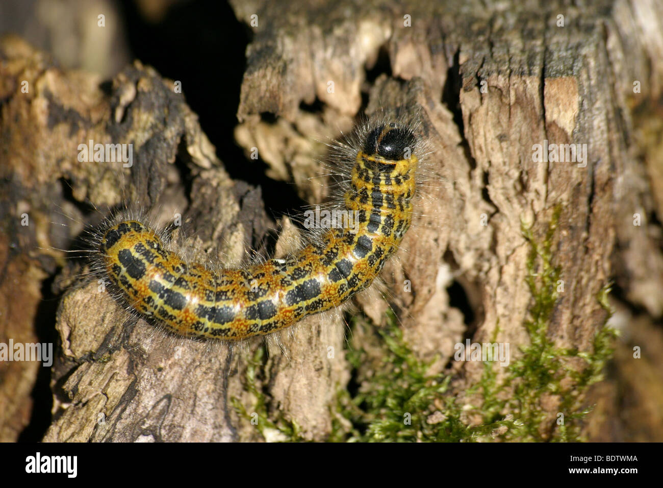 Mondvogel-Raupe, Buff-tip (Phalera bucephala) Banque D'Images