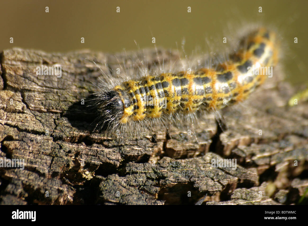 Mondvogel-Raupe, Buff-tip (Phalera bucephala) Banque D'Images